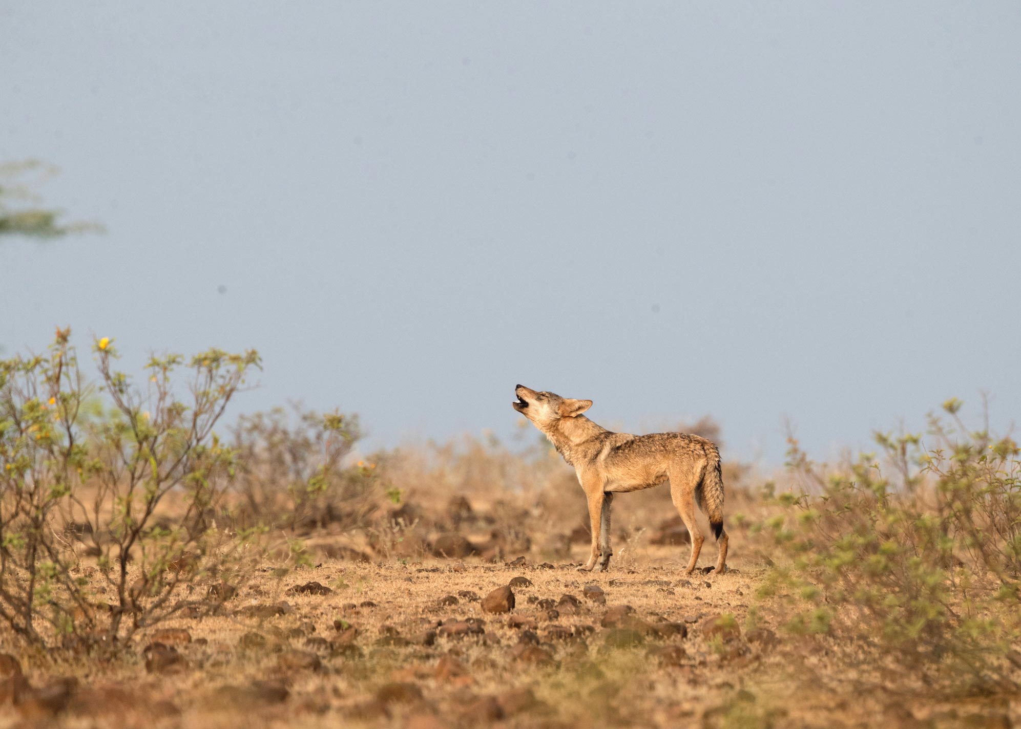 《Molecular Ecology》：印度狼是世界上最濒危的灰狼种群 比之前认为的更加濒危