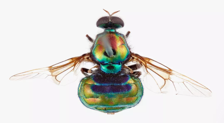 一种以“变装皇后”鲁保罗命名的苍蝇物种Opaluma rupaul