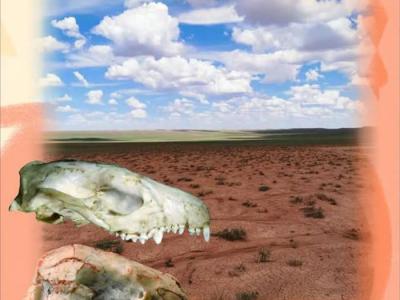 中国内蒙古中部发现2000万年前短面猬化石 与现生刺猬一样有着非凡的扩散能力