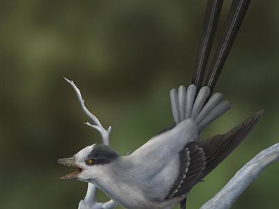 反鸟类新属种——雅尾鹓鶵揭示性选择和自然选择动态相互作用对鸟类早期演化的影响