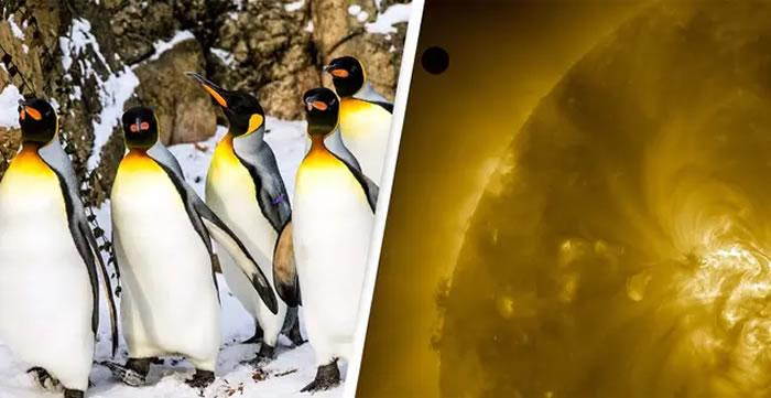 外星生物早已在地球？巴布亚企鹅粪便里发现来自金星上特有的物质