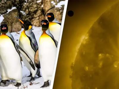 外星生物早已在地球？巴布亚企鹅粪便里发现来自金星上特有的物质