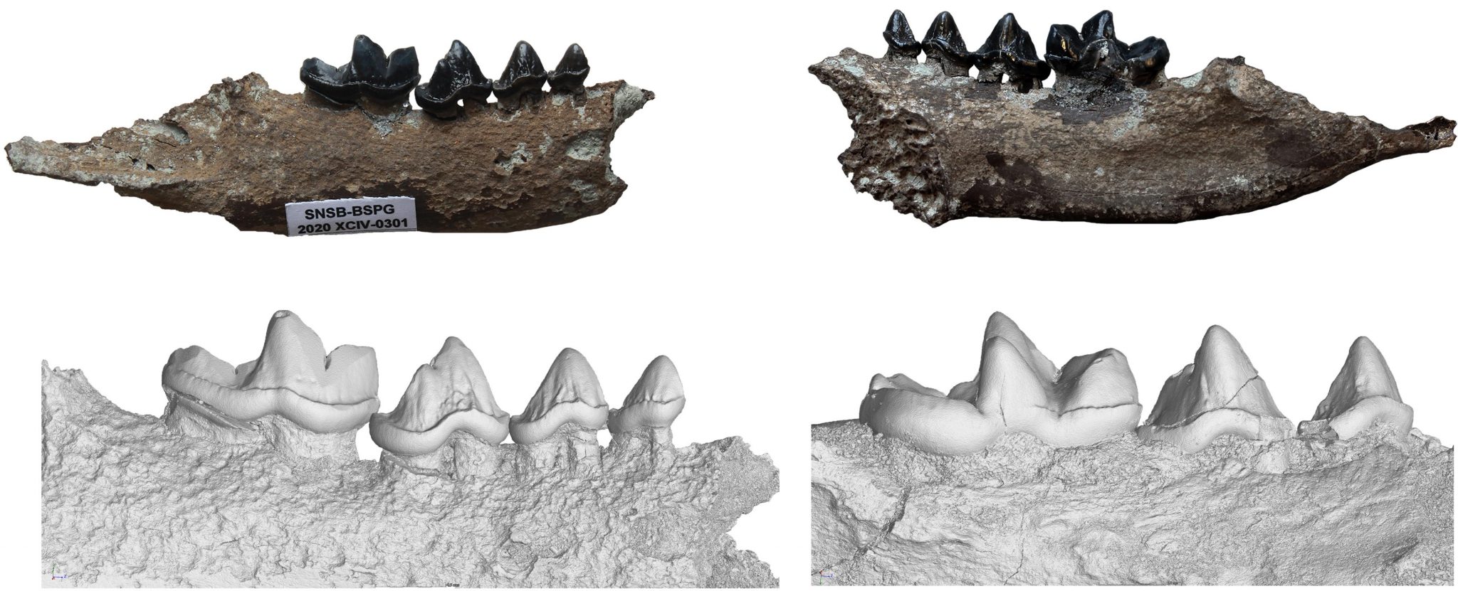 Hammerschmiede化石遗址1140万年前地层中发现水獭新物种——毗湿奴水獭