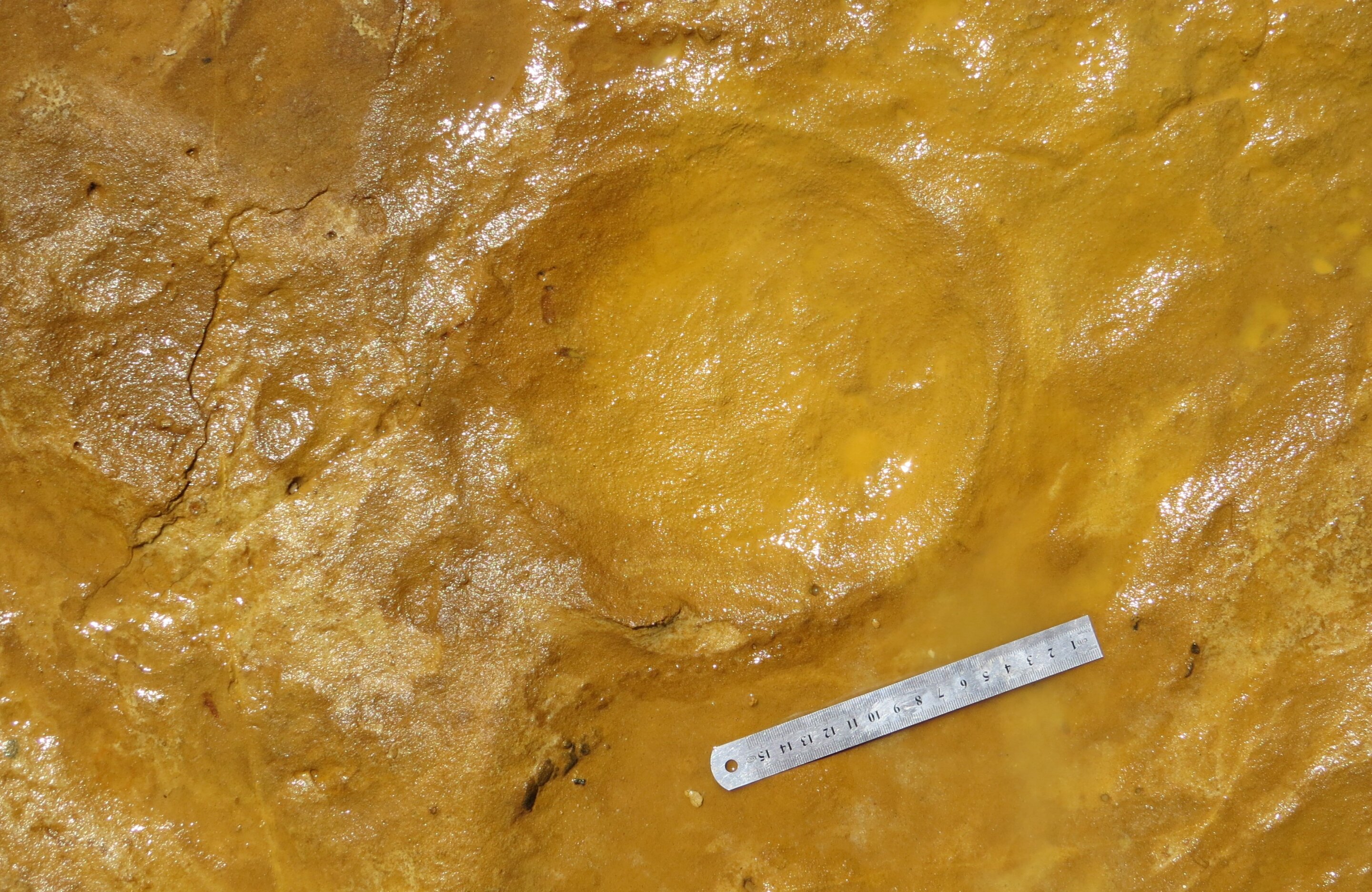 西班牙西南部韦尔瓦发现的化石足印痕迹表明古菱齿象照料新生后代