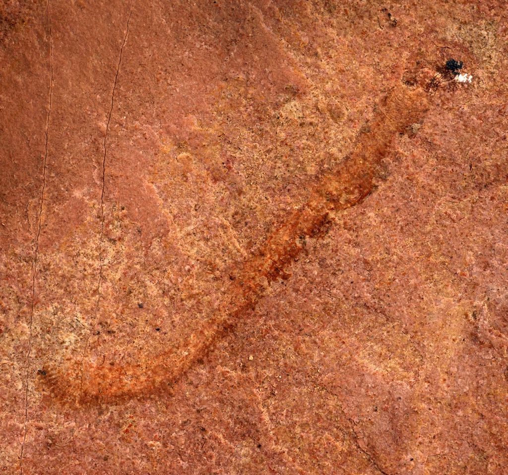 北美洲发现罕见的有5亿年历史的古蠕虫纲“类蠕虫”化石