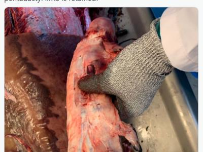 丹麦自然历史博物馆科学家解剖索氏中喙鲸鳍惊奇发现部分骨骼与人类手掌几乎相同