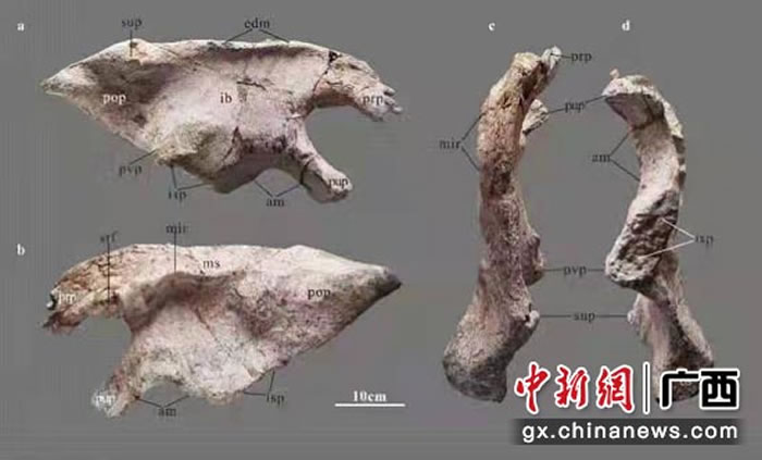 《地球学报》：中国南方首次发现的基干禽龙类化石新属种——广西那派龙