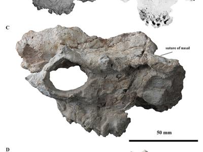 中国发现的半麝化石揭示牛总科动物角的早期演化