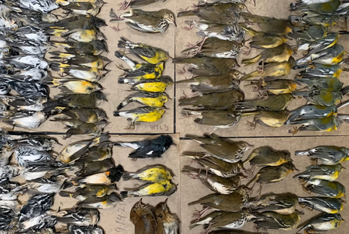 美国纽约世贸中心人行道上出现数百只候鸟的尸体 高楼玻璃成隐形杀手