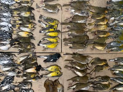 美国纽约世贸中心人行道上出现数百只候鸟的尸体 高楼玻璃成隐形杀手