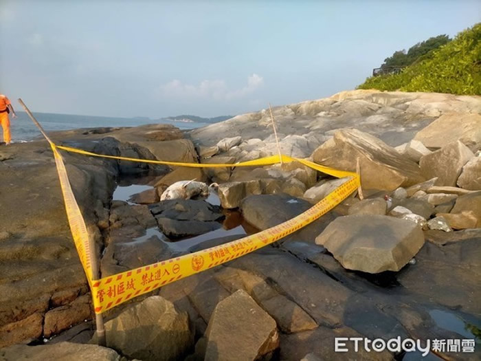 濒危中华白海豚遗体冲上岸陈尸台湾金门九宫码头