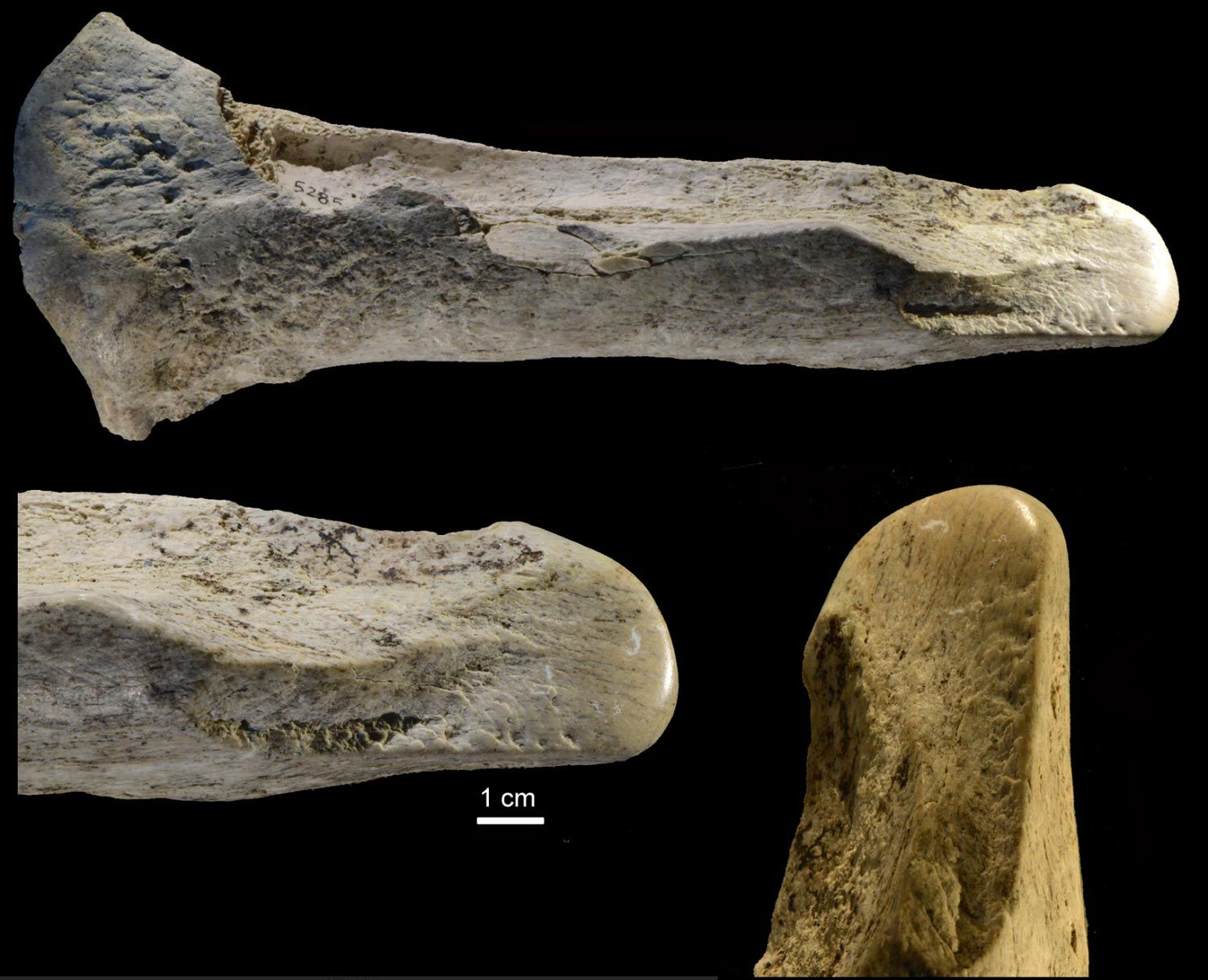意大利考古发现40万年前古人类已利用大象骨头制作各种工具