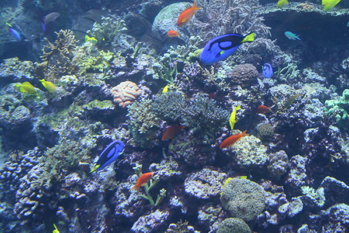 全球珊瑚礁覆盖面积减少一半 物种多样性下降超过60%以上