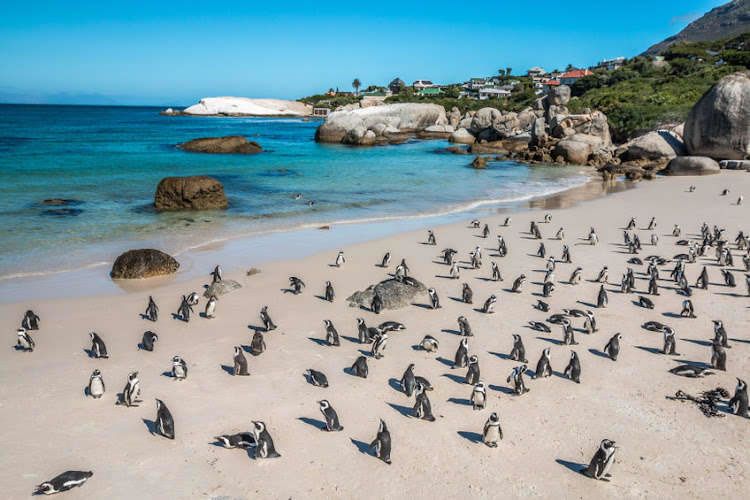 南非西蒙镇附近的非洲企鹅栖息地63只企鹅离奇暴毙 身上都有海角蜜蜂螫叮的痕迹