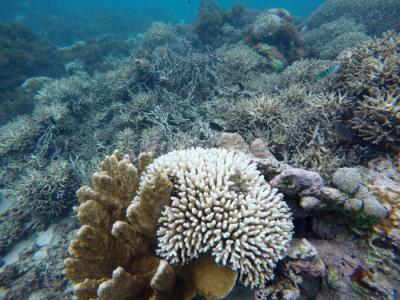 《一个地球》杂志：过去70年里地球上一半的珊瑚礁已经消亡