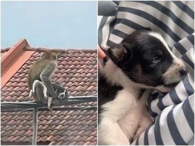 马来西亚发生野生猕猴“绑架”小奶狗奇闻