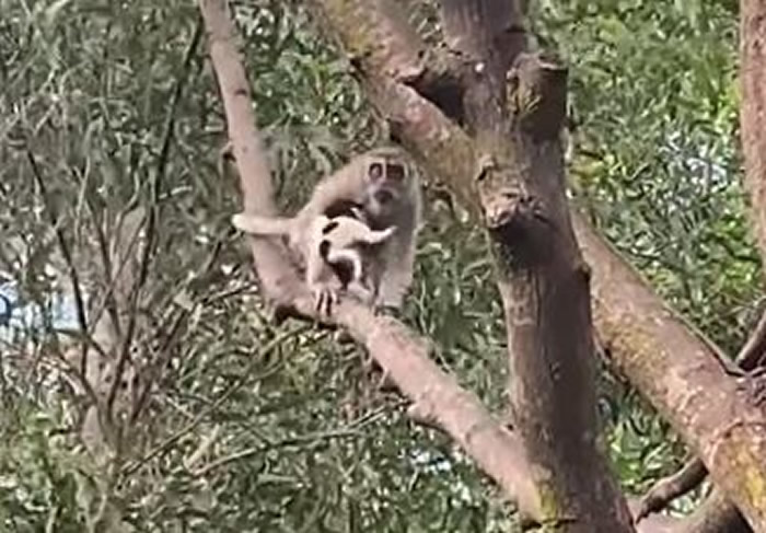 马来西亚发生野生猕猴“绑架”小奶狗奇闻