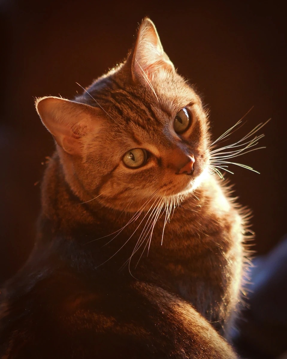 在全美国将近6000万只宠物猫中，经典条纹虎斑特别受欢迎。 PHOTOGRAPH BY AL PETTEWAY AND AMY WHITE, NAT GEO I