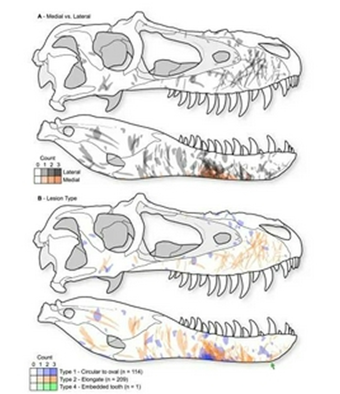 霸王龙头骨面部的合成图，集中显示了痕迹的发生方位与密集程度（图片来源：皇家泰瑞尔古生物学博物馆）