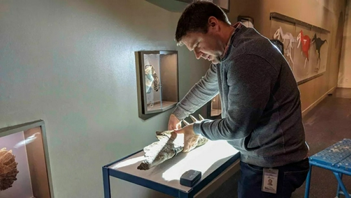 Caleb Brown正在检查艾伯塔龙的颚骨化石。（图片来源：皇家泰瑞尔古生物学博物馆）