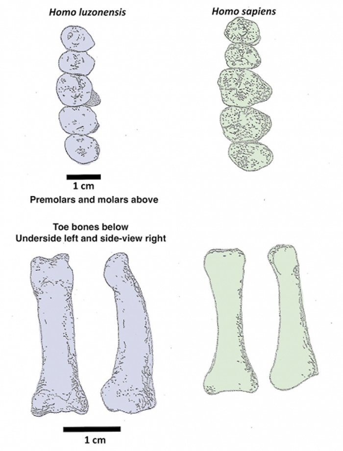 牙齿和趾骨之间的细微差异可以区分两个不同的人族物种