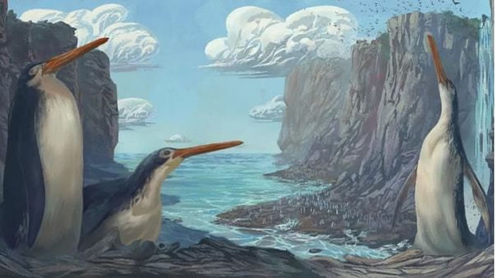 新西兰境内发现一种远古巨型企鹅化石 生活在2700万-3500万年前