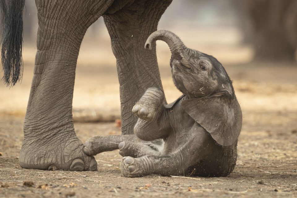 津巴布韦大象妈妈喷出的大便直接掉在幼象头上 目的是为提高小象的免疫力