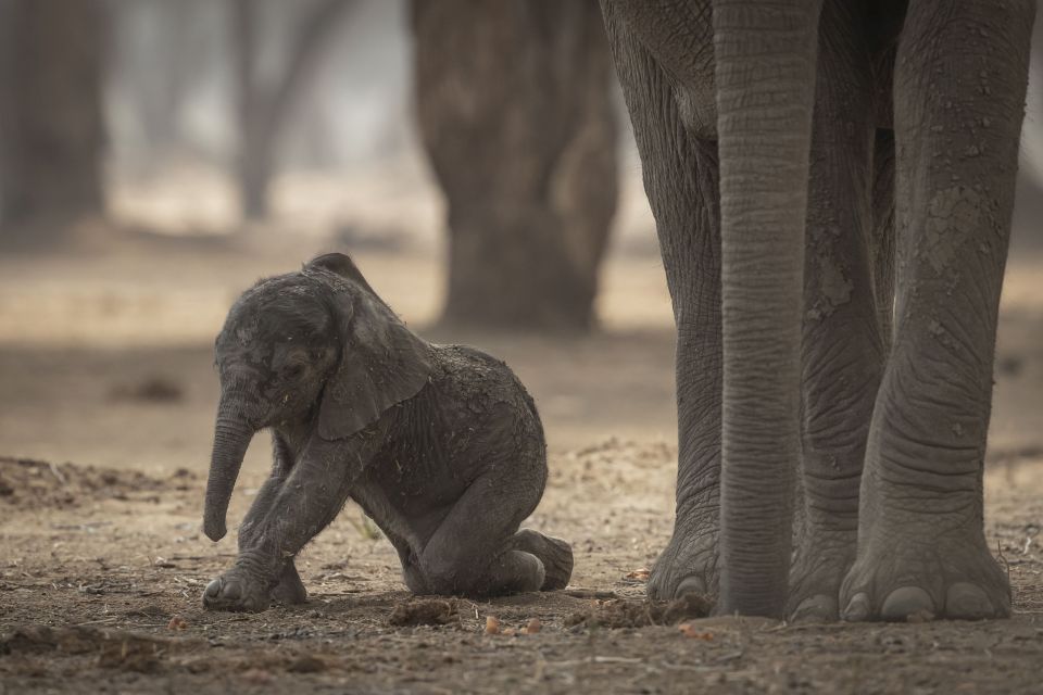 津巴布韦大象妈妈喷出的大便直接掉在幼象头上 目的是为提高小象的免疫力