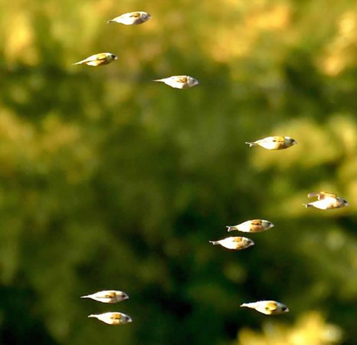 日本网友拍到“空中飞鱼”？原来是一群正在飞翔的金翅雀