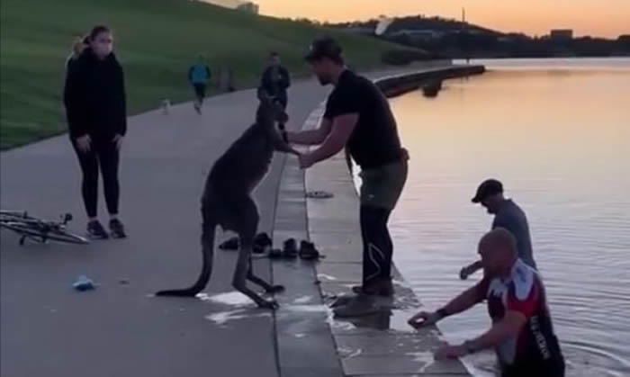 澳洲堪培拉伯利格里芬湖一只袋鼠获救后 竟向救起它的男子握手致谢？