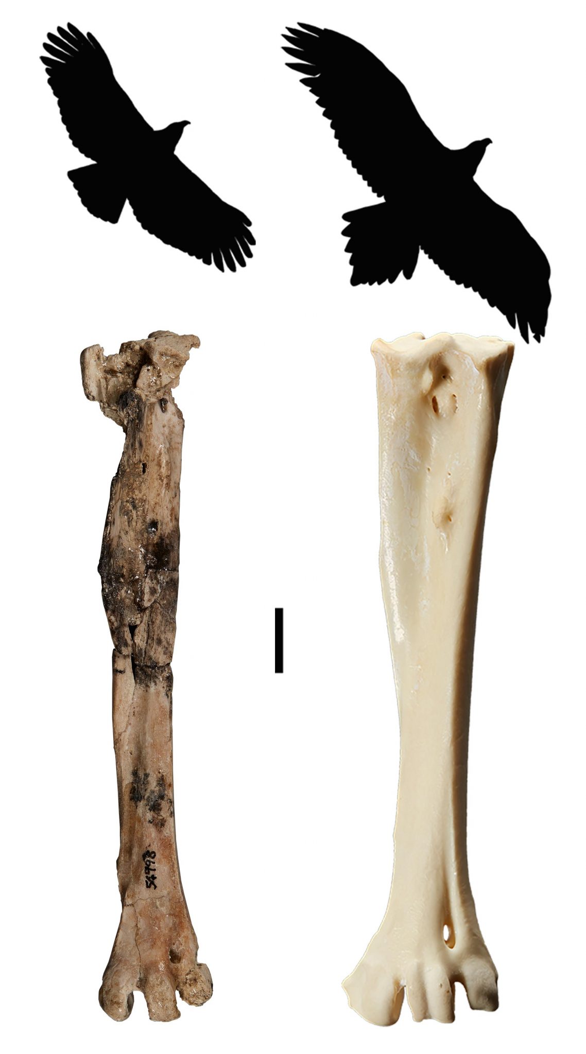 澳大利亚发现2500万年前的鹰化石——Archaehierax sylvestris
