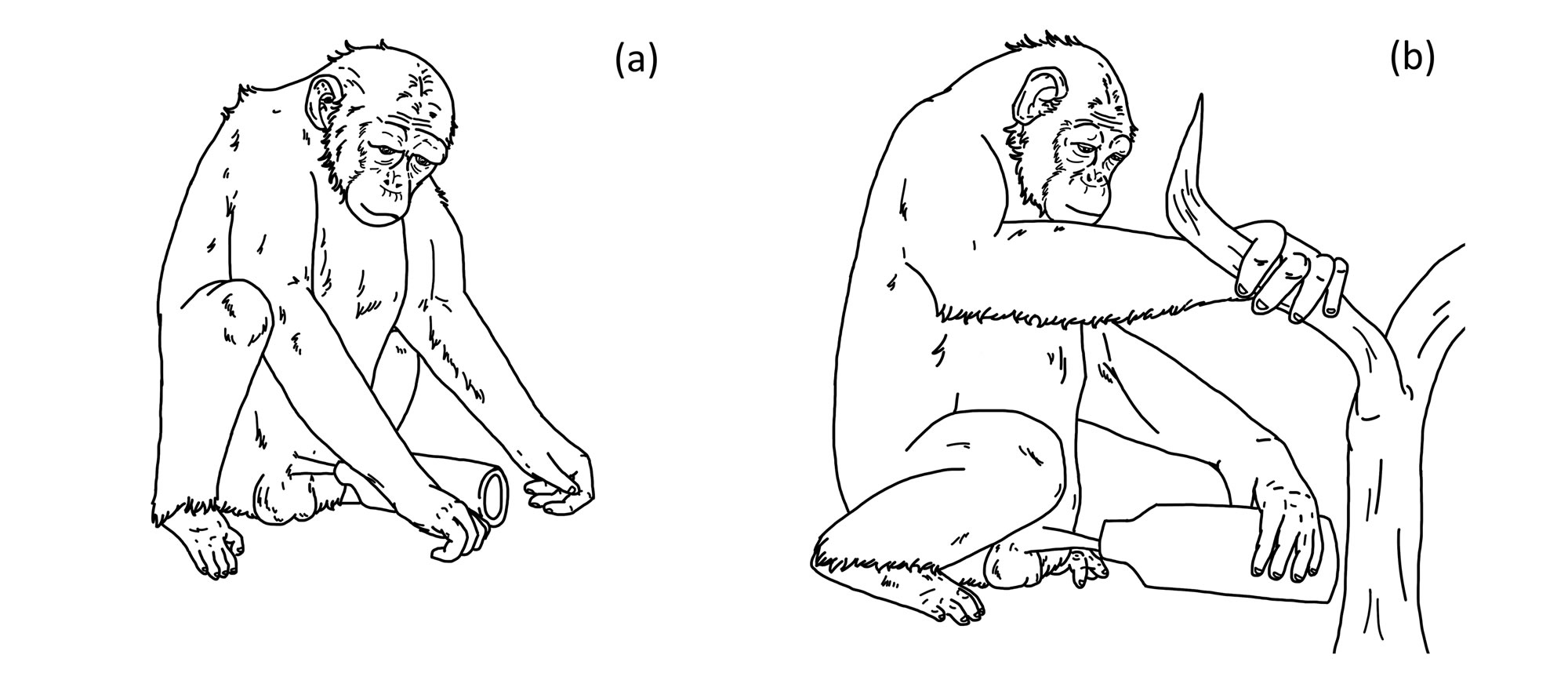 科学家发现乌干达雄性黑猩猩Araali是已知第一只用人造物品自慰的野生猿猴