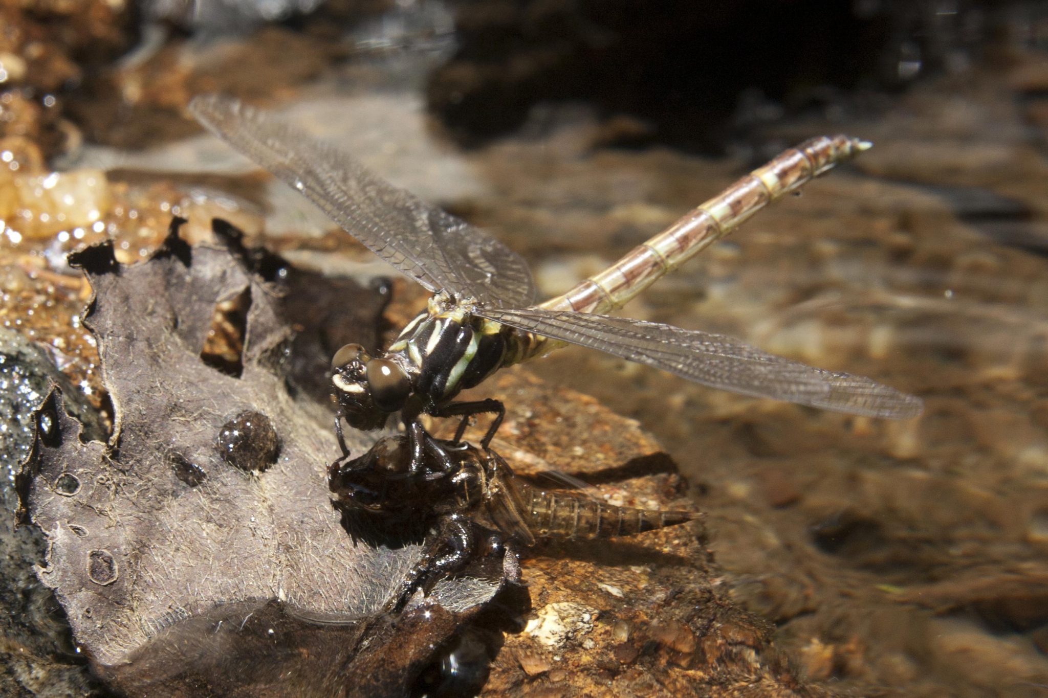 研究显示巴西巴拉那河流域的水生昆虫数量急剧下降