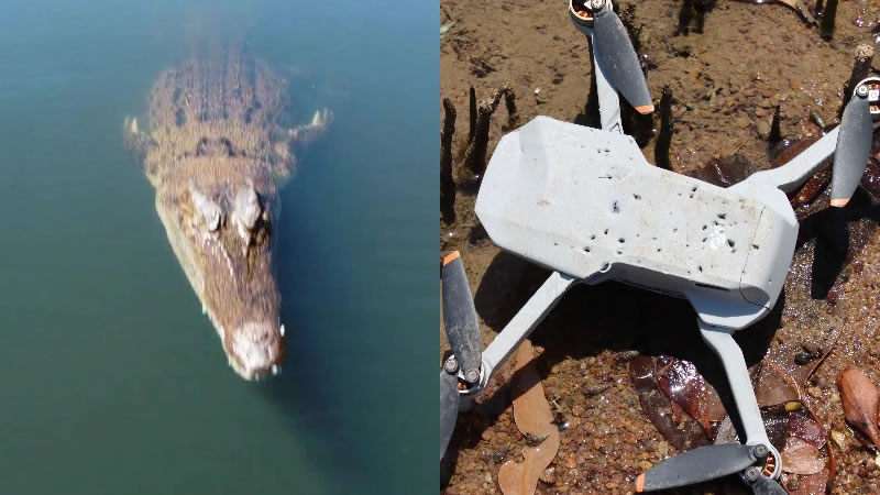 澳洲广播公司摄影师在鳄鱼公园拍摄纪录片时 湾鳄从湖中跃起咬住空中无人机拖回湖里