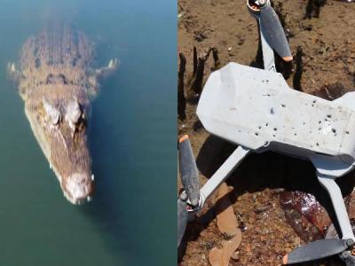 澳洲广播公司摄影师在鳄鱼公园拍摄纪录片时 湾鳄从湖中跃起咬住空中无人机拖回湖里