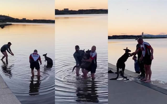 澳洲堪培拉伯利格里芬湖一只袋鼠获救后 竟向救起它的男子握手致谢？