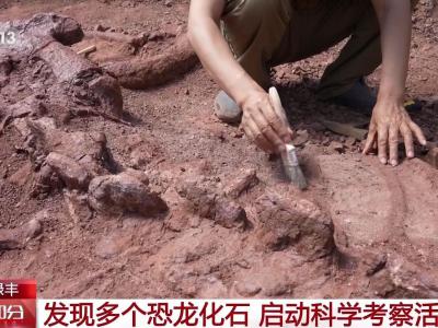 云南省禄丰市发现多个因大雨冲刷显露出的恐龙化石骨架