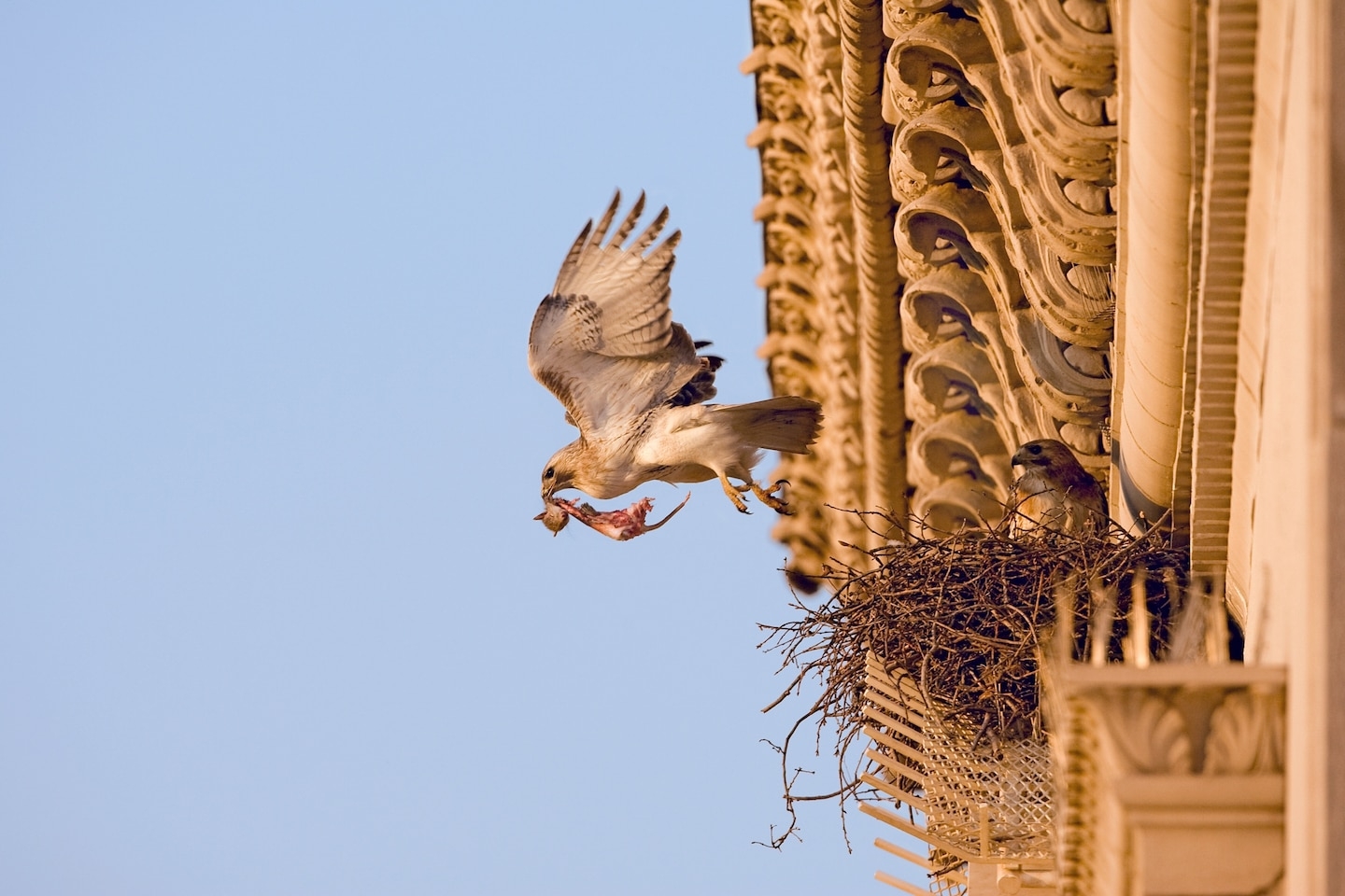 一只红尾鵟正飞离它筑在纽约高楼顶上的巢。在COVID-19封城期间，更容易在都市地区看到包括红尾鵟在内的鸟类。 PHOTOGRAPH BY LINCOLN KA