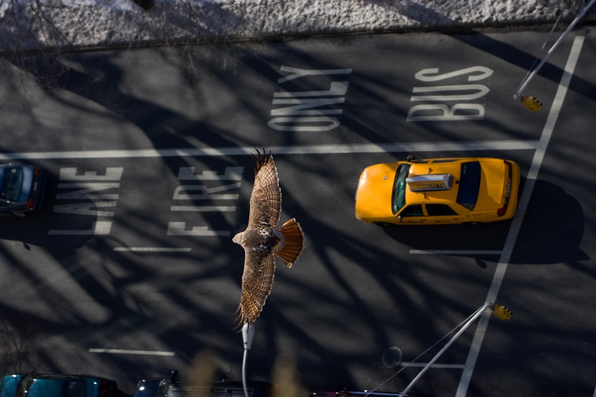 一只红尾鵟在纽约市的街道上方翱翔。许多物种对「人类停滞期」做出了迅速的反应，在短短几周内就改变了自己的行为。 PHOTOGRAPH BY LINCOLN KAR