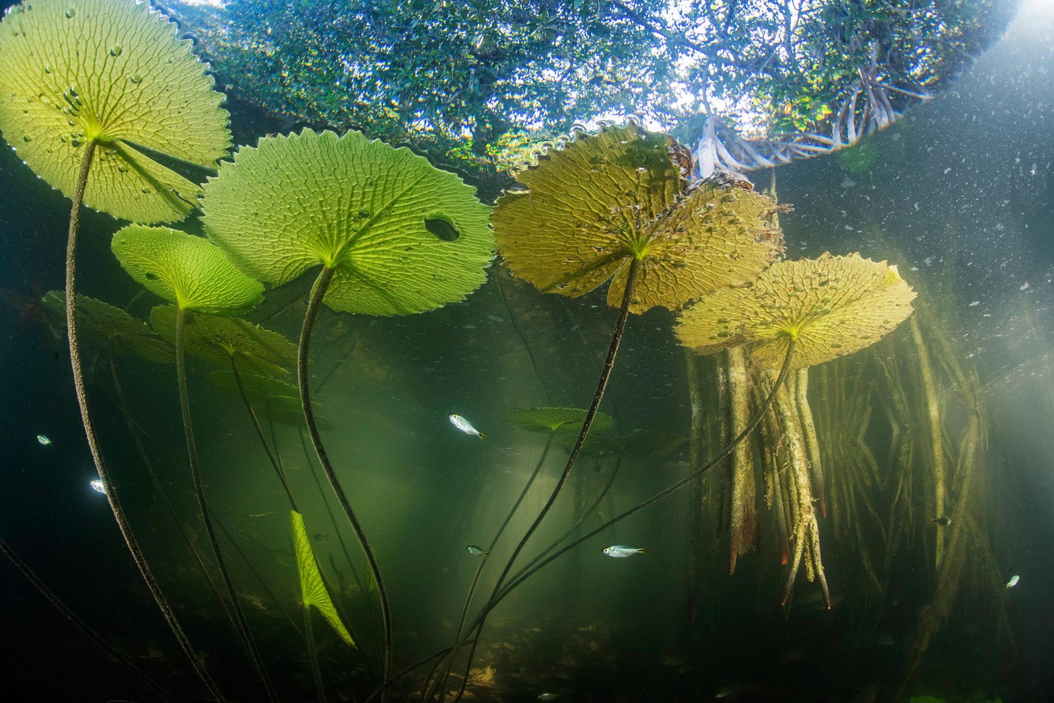 尤卡坦半岛中心发现红树林 揭示古老的沿海生态系统