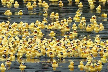 28000只小黄鸭成为网红,小黄鸭的研究价值