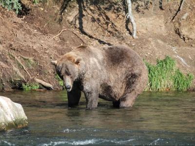 美国阿拉斯加州卡特迈国家公园“胖熊周”冠军出炉