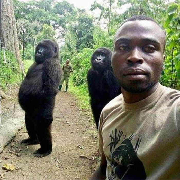 大猩猩达卡希(Ndakasi)，在2019年跟保育员鲍马(Andre Bauma)玩自拍后爆红，不过近日它病逝得年14岁。（图／翻摄推特／Virunga ati