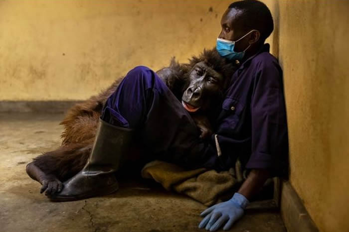 大猩猩达卡希(Ndakasi)倒卧在保育员怀里。（图／翻摄推特／Virunga NationalPark）