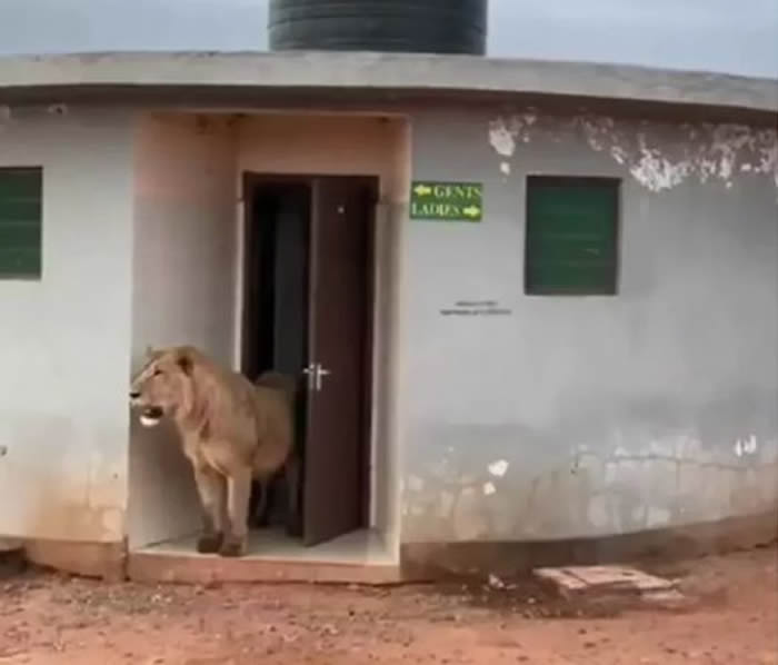 印度动保组织分享有趣影片：一头狮子从公厕里面走出来