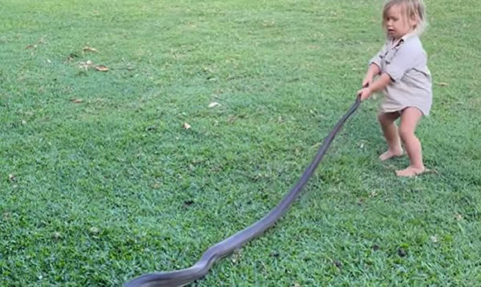 澳洲知名野生动物专家Matt Wright教2岁儿子玩巨蟒
