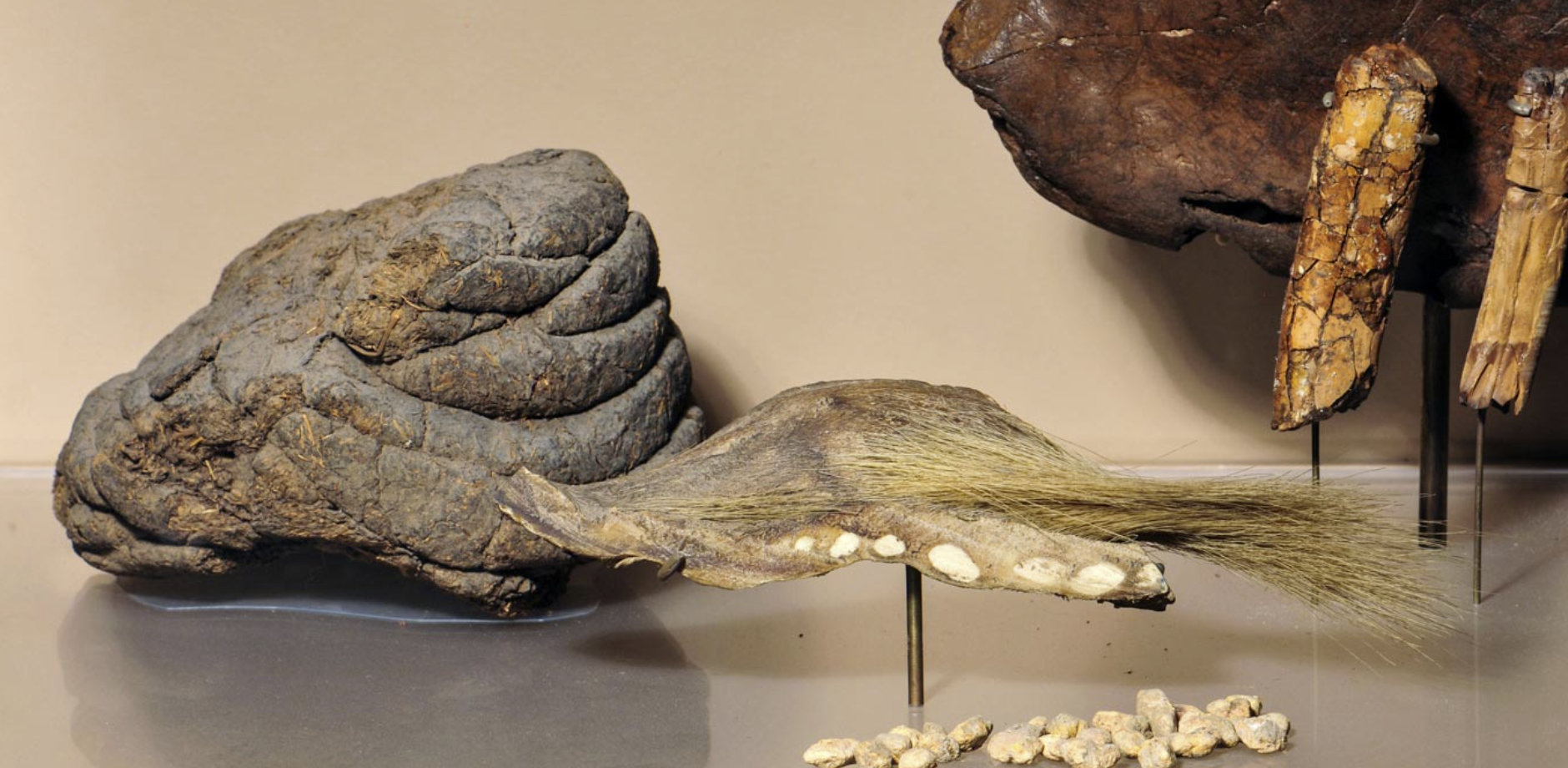 新研究表明1万年前生活在南美洲的地懒Mylodon是杂食动物