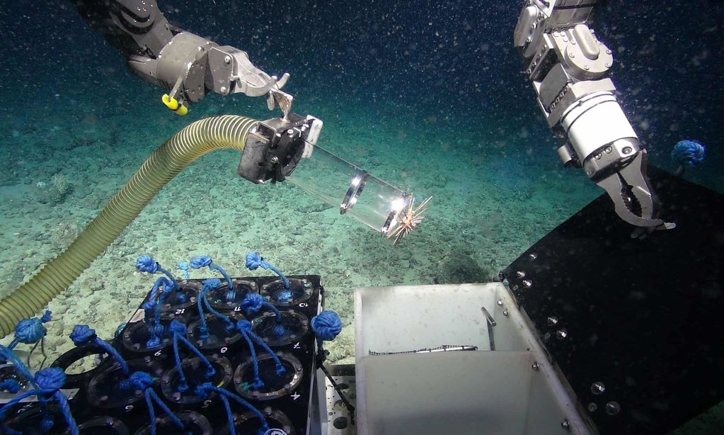 普利茅斯大学的科学家在深海发现了，含有能够杀死超级细菌的海绵。照片来源：NERC/Deep Links Project/Plymouth University/