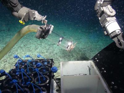 普利茅斯大学科学家在深海发现能够杀死超级细菌的海绵