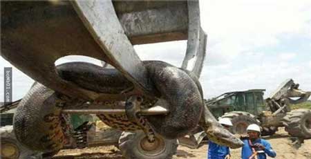 星谷河水库炸出一条一吨重的蟒蛇,这究竟是怎么回事呢?